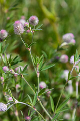 Trifolium arvense closeup. Fluffy clover in a meadow. Summer flora growing in the field. Colorful bright plants. Selective focus on the details, blurred background