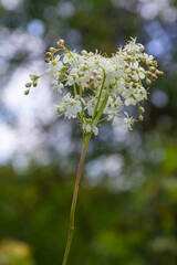 Filipendula vulgaris blooming in early summer in a pasture. Commonly known as dropwort or fern-leaf dropwort, is a perennial herbaceous plant in the family Rosaceae