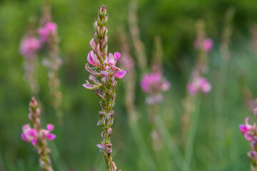Onobrychis arenaria. Hungarian Sainfoin. Pink and green floral background. Delicate pink flowers in a sunny meadow