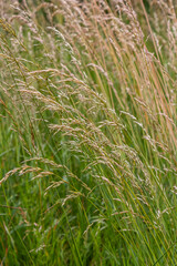 Fototapeta premium Poa trivialis rough bluegrass, rough-stalked meadow-grass or rough meadow-grass, is perennial plant regarded in US as ornamental plant. It is part of grass family