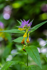 Wood cow-wheat, colorful meadow flower, detail of summer flower, Melampyrum nemorosum