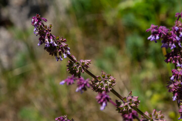Obraz premium Purple lilac sage - a beautiful ornamental plant in the naturalistic native border in the cottage garden. Salvia verticillata - Purple Rain