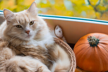 Siberian breed of cat in relax at the window , autumn time