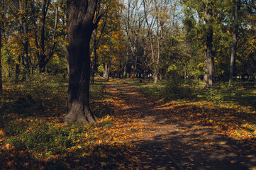 Serene autumn forest path with vibrant fall foliage and dappled sunlight, perfect for nature, tranquility, seasonal outdoor activity, relaxation