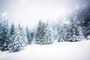  Christmas background with snowy fir trees