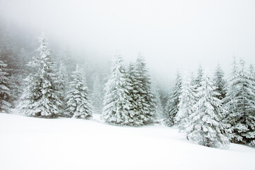  Christmas background with snowy fir trees