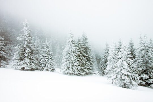  Christmas background with snowy fir trees