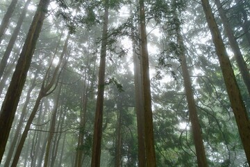 霧に包まれる森