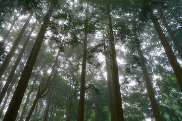 霧に包まれる森