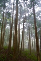 霧に包まれる森