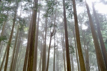 霧に包まれる森
