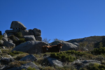 autour d'Aullène-Corse du Sud