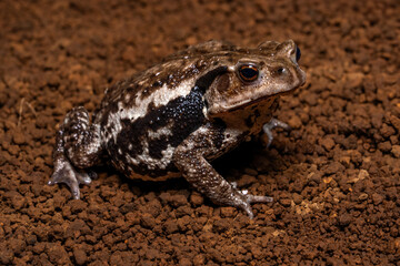 The Eastern Japanese common toad (Bufo japonicus formosus) is native to eastern Honshu, Japan. It inhabits forests, grasslands, and suburban areas.