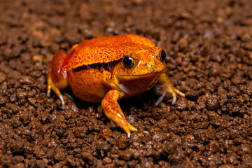 A Tomato frog (Dyscophus antongilii) native to Madagascar on moist soil. This terrestrial amphibian is known for its vivid orange-red coloration, an example of aposematism.