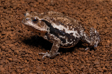 The Eastern Japanese common toad (Bufo japonicus formosus) is native to eastern Honshu, Japan. It inhabits forests, grasslands, and suburban areas.