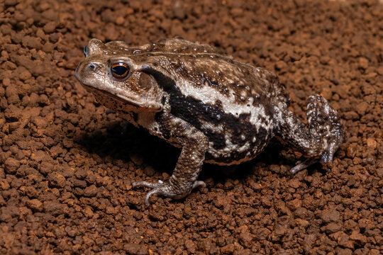 The Eastern Japanese common toad (Bufo japonicus formosus) is native to eastern Honshu, Japan. It inhabits forests, grasslands, and suburban areas.