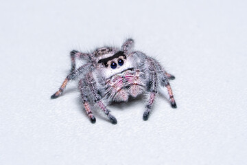 Phidippus regius “White Bahama” is a jumping spider from North America and the Caribbean, this species comes from the Bahamas