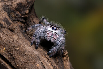 Phidippus regius “White Bahama” is a jumping spider from North America and the Caribbean, this species comes from the Bahamas