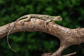 Draco volans, also known as the common flying dragon, is a species of lizard in the family Agamidae. The species is endemic to Southeast Asia.