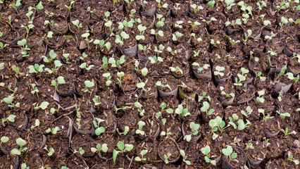 A sharp, detailed close-up showing a repetitive pattern of healthy vegetable seedlings growing in small black polybags, ready for transplantation. Ideal for farming or sustainability projects.