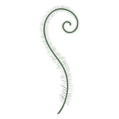 Fern frond vector illustration on white background, Fiddlehead vector. Botanical element, greenery