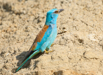 A close-up shot of a European roller (Coracias garrulus) perched on the side of a clay cliff near a nest