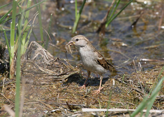 A female house sparrow (Passer domesticus) sits on the shore of a lake and holds aquatic animals in its beak.
