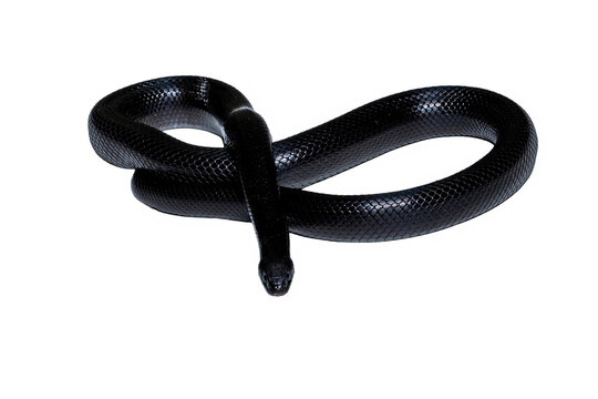 The Mexican black kingsnake (Lampropeltis getula nigrita) showing its smooth, glossy black scales.