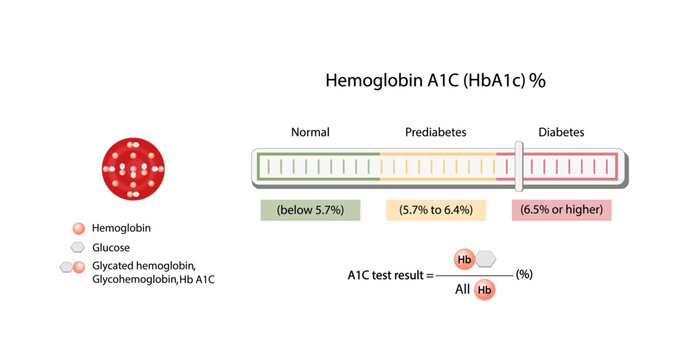 Hemoglobin A1C, HbA1c test , HbA1c levels, Glucose sticks to hemoglobin, glycated hemoglobin, up to 120 days. A1C Blood Sugar Test, Diabetes Mellitus, Infographic, Vector illustration.	