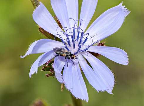 Fliege (Thecophora spec.) auf Wegwarten Bl&uuml;te