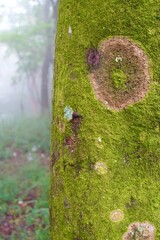 木の幹に生えた苔の模様
