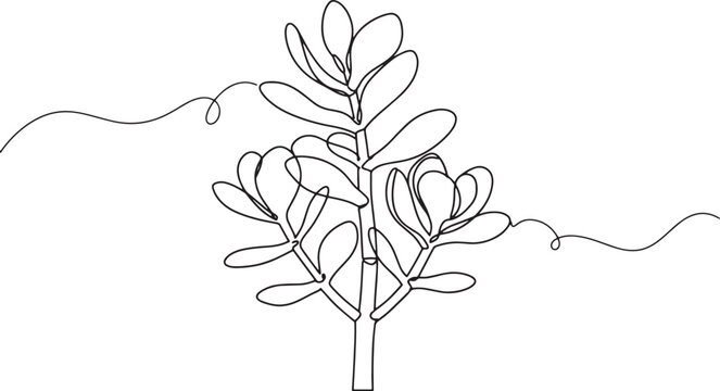 Minimalist one-line drawing of jade plant with flowing tendrils