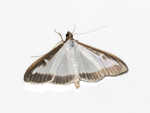 Buchsbaumz&uuml;nsler, Cydalima perspectalis
