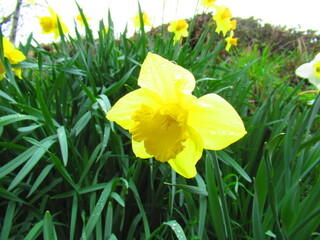 Daffodil flower in spring