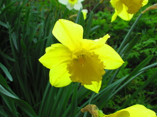 Daffodil flower in spring
