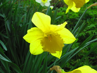 Daffodil flower in spring
