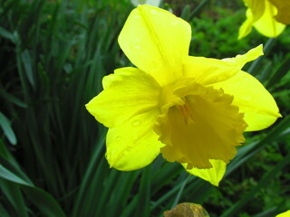 Daffodil flower in spring