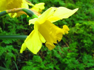 Daffodil flower in spring
