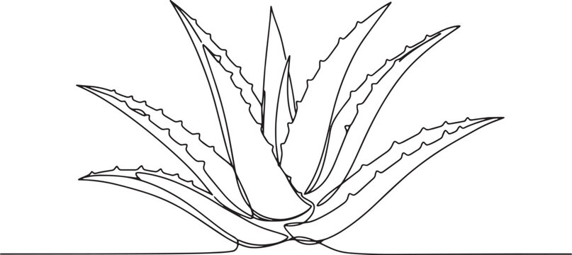 Elegant aloe vera plant continuous line drawing, minimalist styl