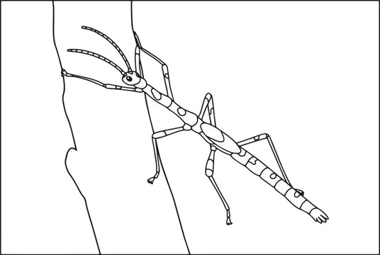 Detailed black and white line drawing of a stick insect perched