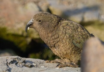 Parrot kea