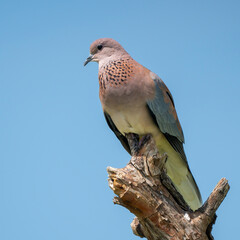 Palmtaube (Spilopelia senegalensis)