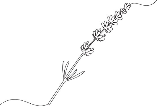 Elegant minimalist single line drawing of a lavender sprig on wh