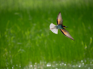 Bienenfresser (Merops apiaster)