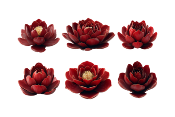 Six dark red lotus flower buds isolated on black a delicate botanical study of unfolding petals isolated on transparent background