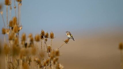 gold finch feeding on a flower