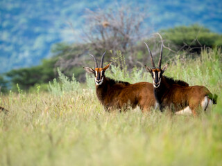 Rappenantilope (Hippotragus niger)