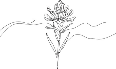 Elegant single line drawing of indian paintbrush flower with abs