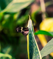 butterfly on a flower