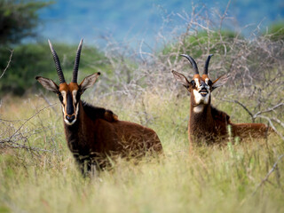 Rappenantilope (Hippotragus niger)
